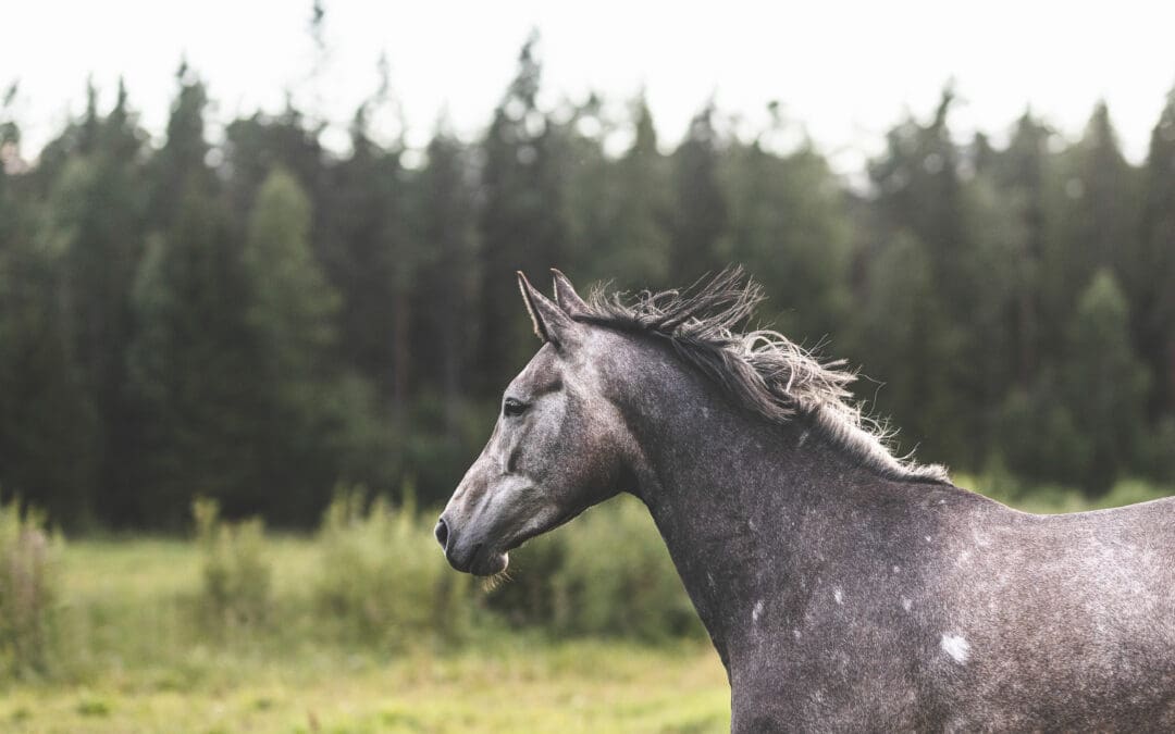 Hevosen kauppa ja sopimukset – turvaa sekä myyjälle että ostajalle