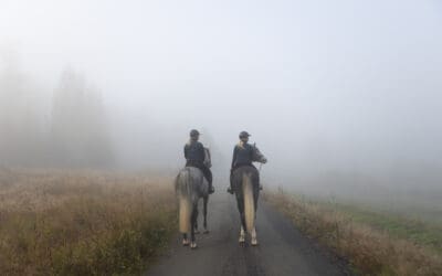 Hevonen liikenteessä – mitä laki edellyttää